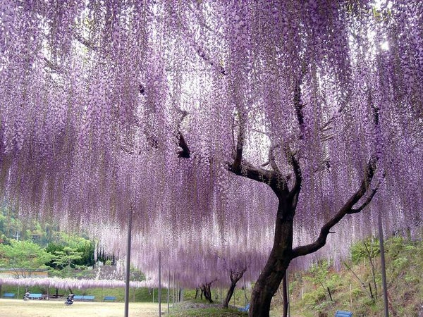 【兵庫県内発】 絶景の藤のカーテン「白毫寺」九尺藤と一億輪の芝桜!「花のじゅうたん」 日帰り1
